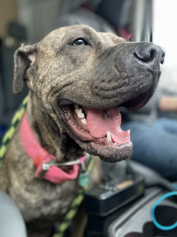 pit bull mix smiling in the front seat of the car