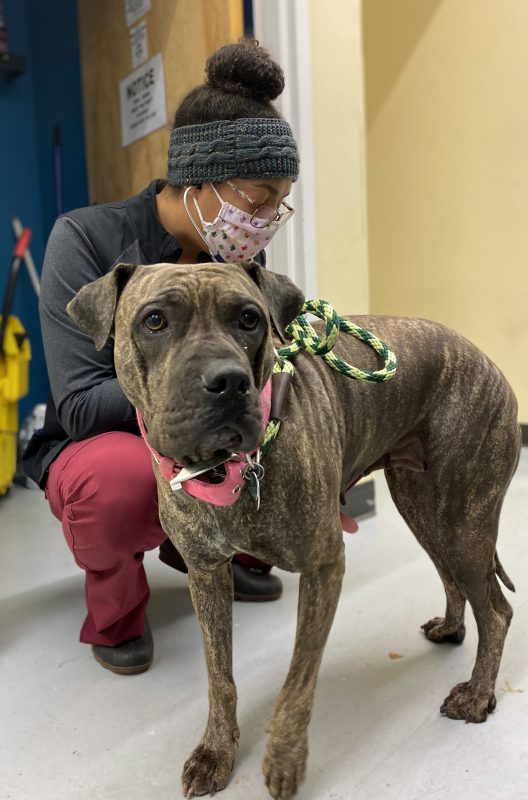 veterinarian giving brief visual exam before spay