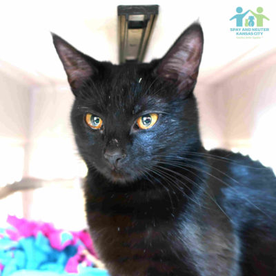 A black cat with orange eyes sits in a carrier