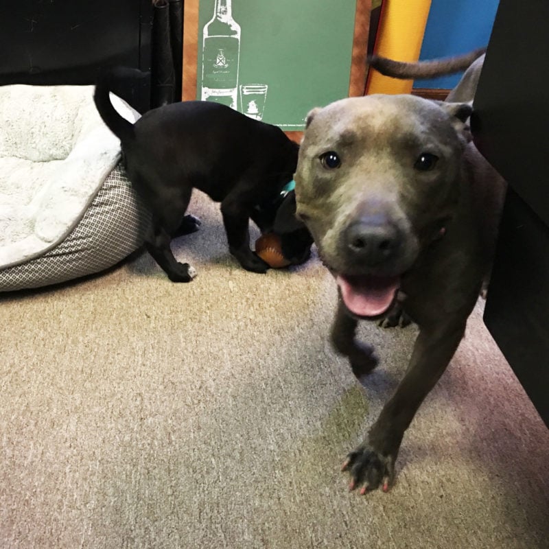 A grey dog looks at the camera while a black puppy plays in the background