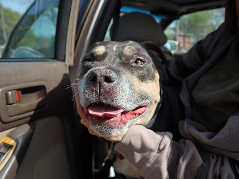 blue fawn pit bull smiling with tongue out