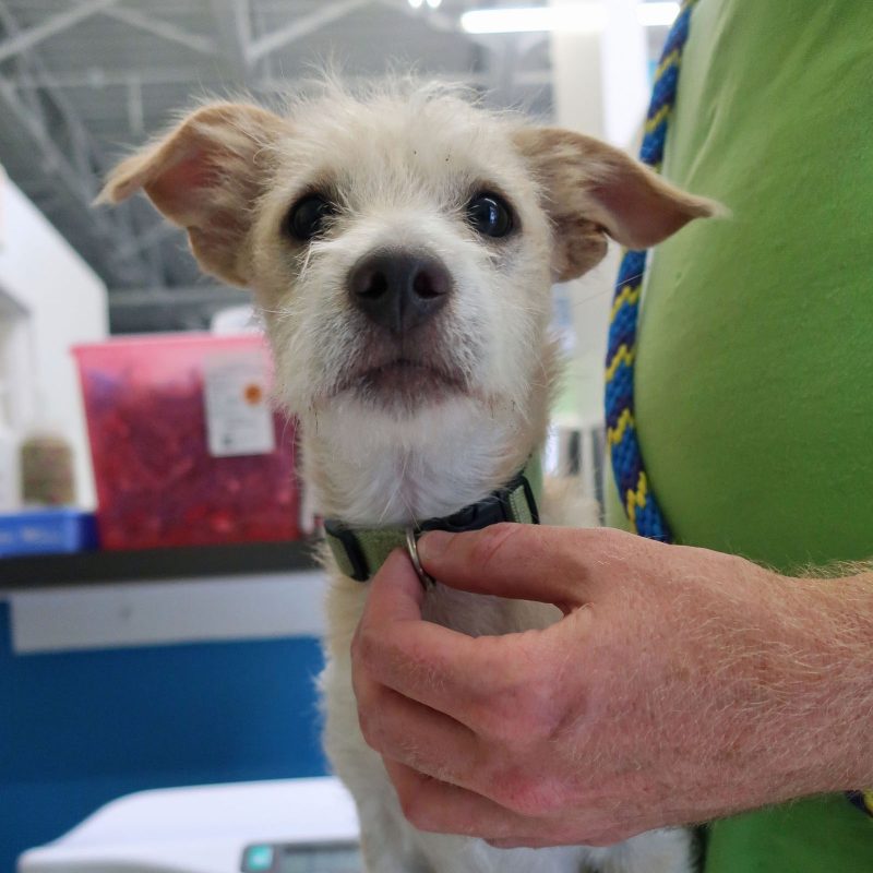 white scruffy puppy getting vaccinations