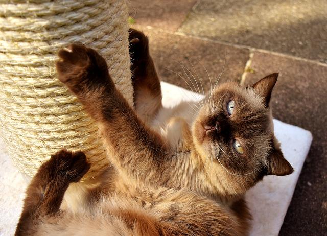 a British Shorthair cat scratches a pole wound with sissal rope