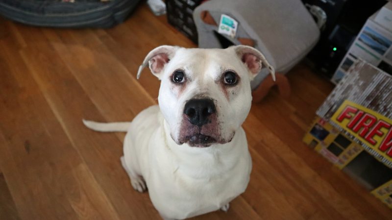 white deaf pit bull