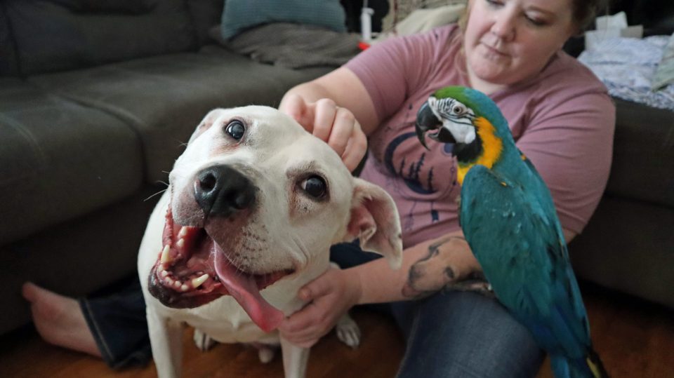 white pit bull with blue macaw