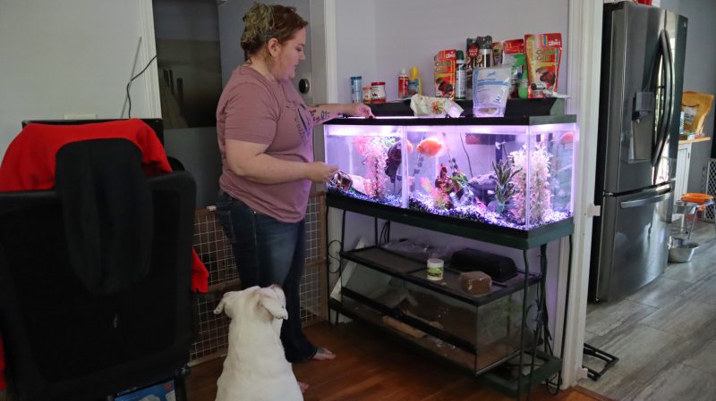 white pit bull watching owner feed pet fish