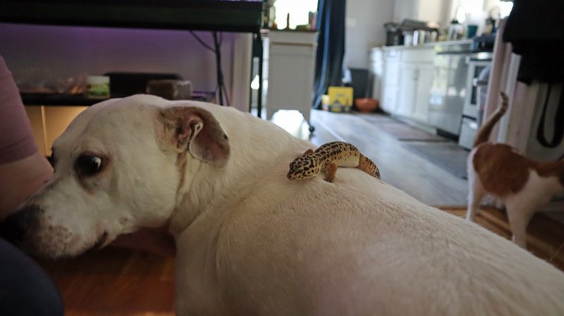 white pit bull with leopard gecko on his back
