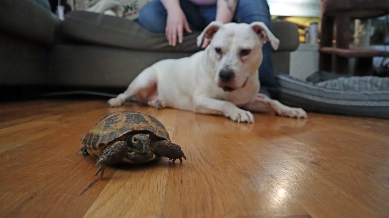 white pit bull and tortoise