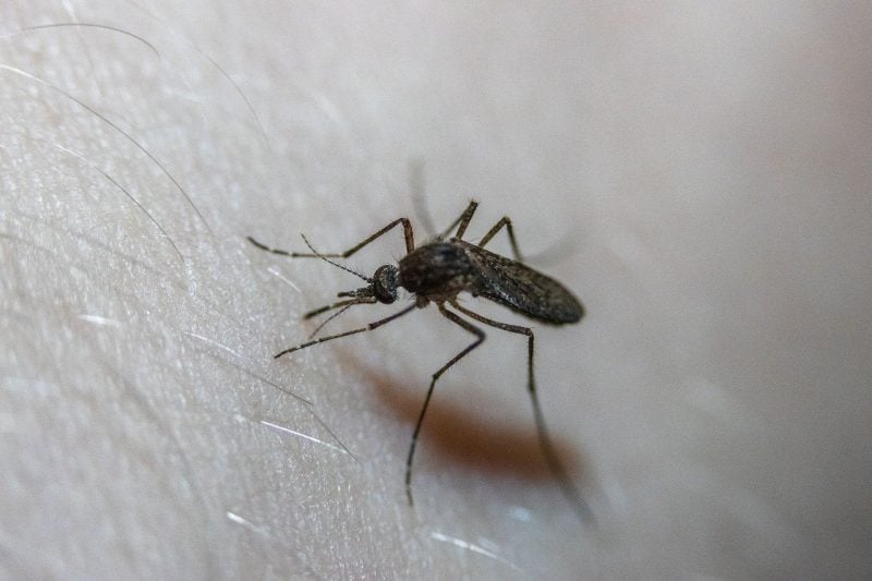 Mosquitoes are responsible for a lot of suffering