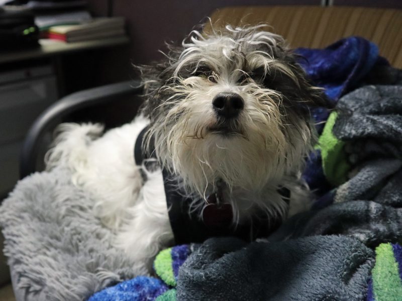 black and white scruffy dog in dog bed