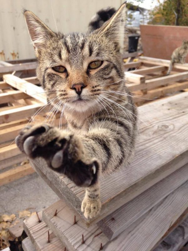 A feral cat stands on a pile of lumber and reaches out for the camera.