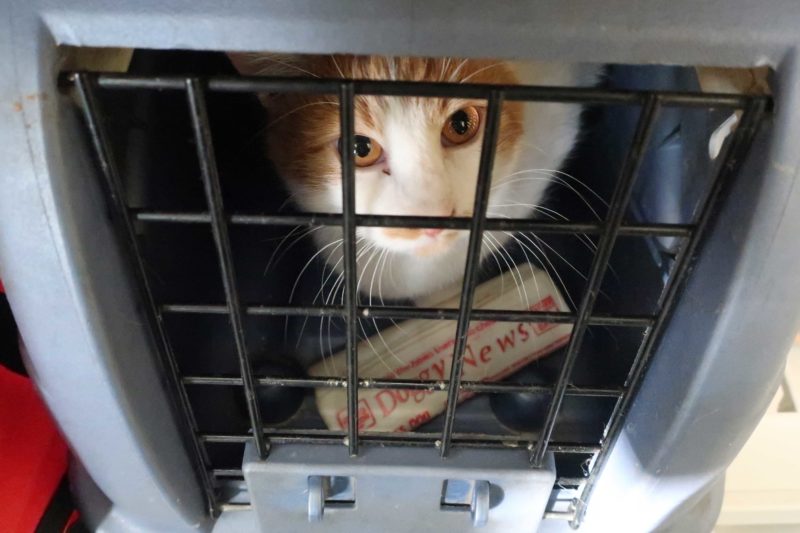 A cat in a carrier looks at the camera.