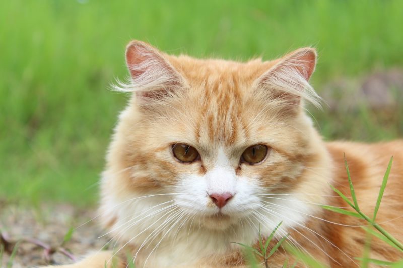 Cats and dogs are at risk of parasites. 