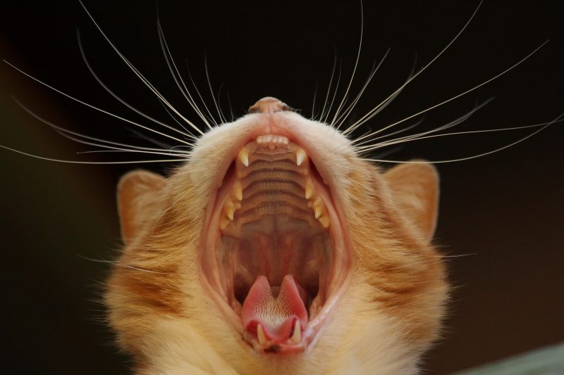 close up of cats teeth