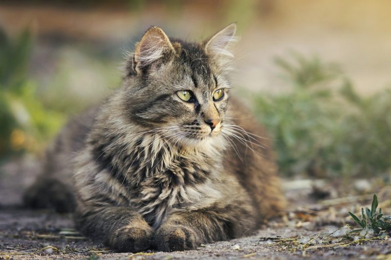 Cats will pick certain spots on a lawn to repeatedly visit. 