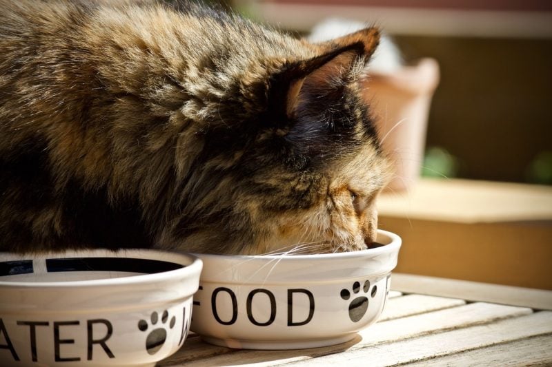 Feeding your pet can help groups in Kansas City make change.