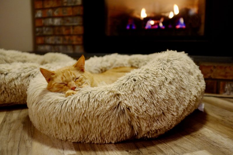 a cat lays in a fuzzy bed