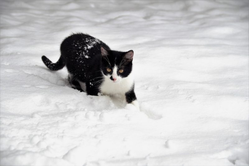 black and white care walking through the snow