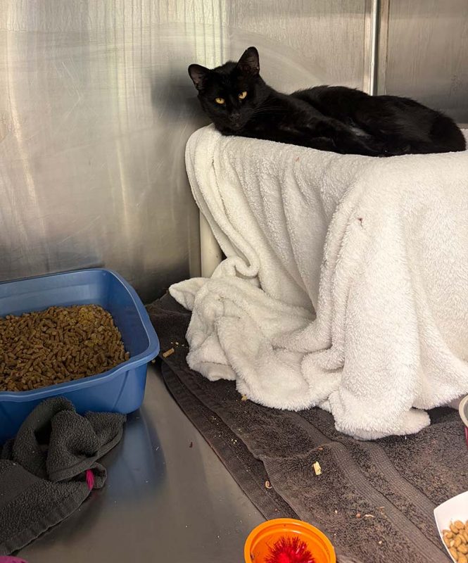 cat with litter box