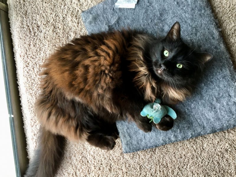 a black cat lays on its side, playing with a toy