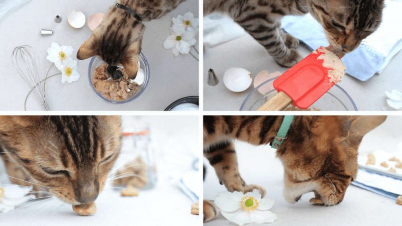 four images of cats taste testing the treats