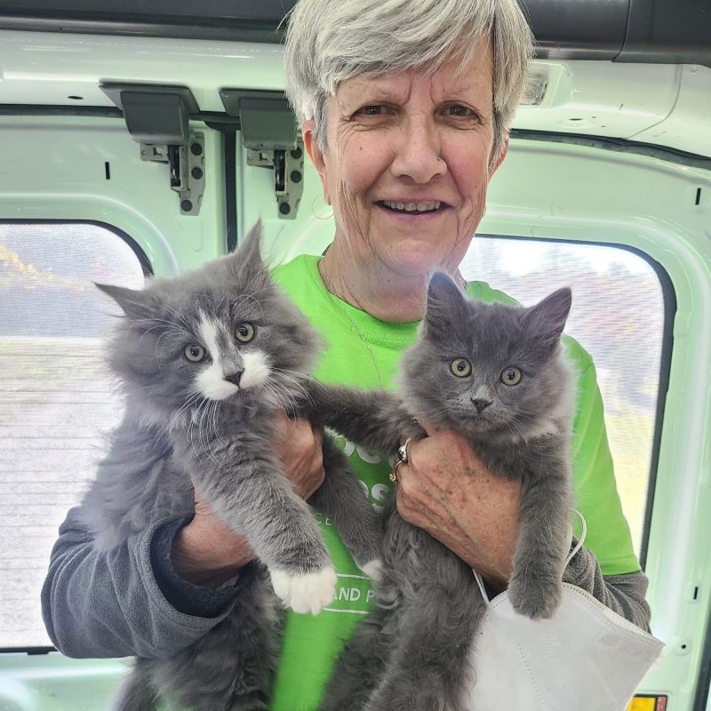 woman holding two gray kittens