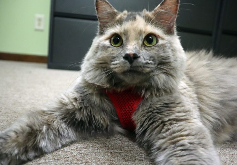 dilute calico in red cat harness