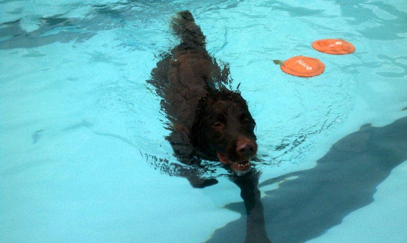 Swimming pools are a pretty good place to play. 