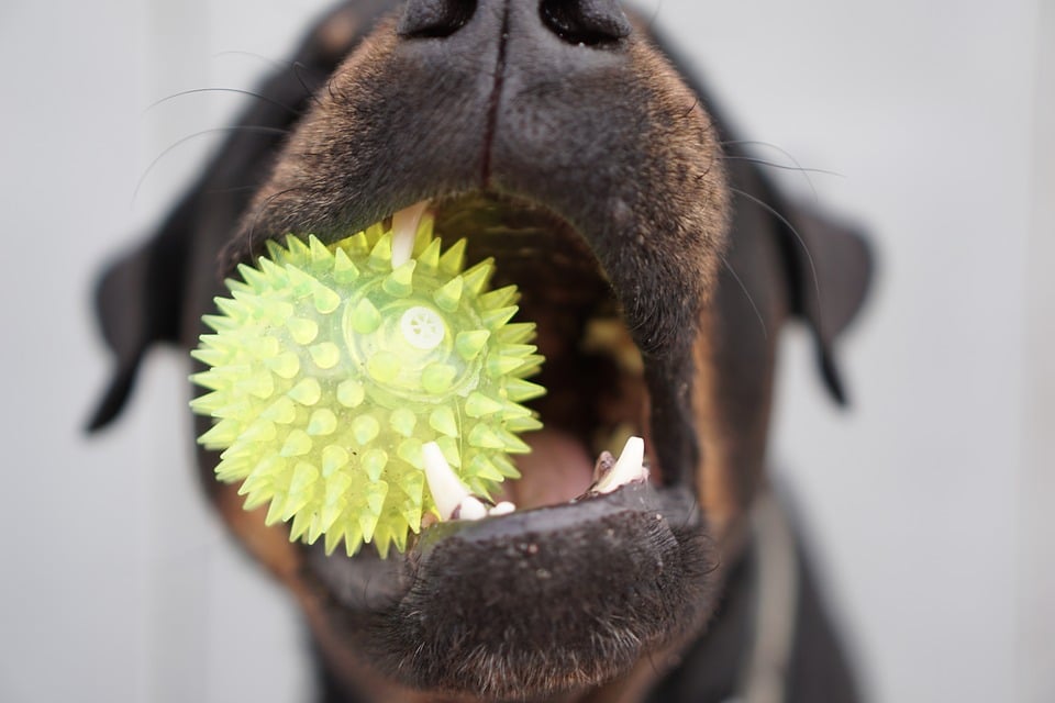 close up of tennis ball in pup's mouth