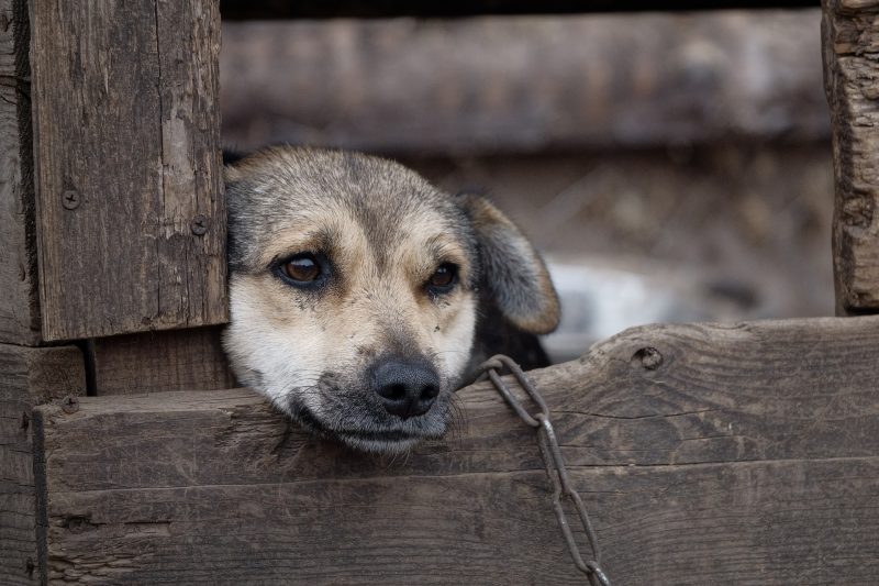 Animals left to suffer need to be addressed urgently.