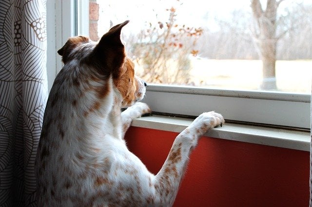 a dog looks out the window
