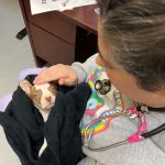 a doctor looks into the eyes of a puppy she's holding in her lap