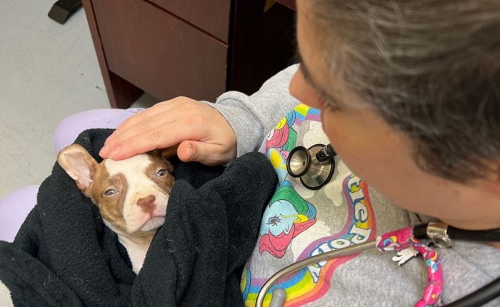 a doctor looks into the eyes of a puppy she's holding in her lap