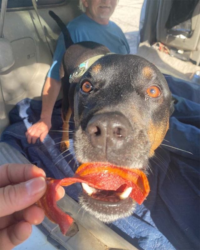 dog bacon treat