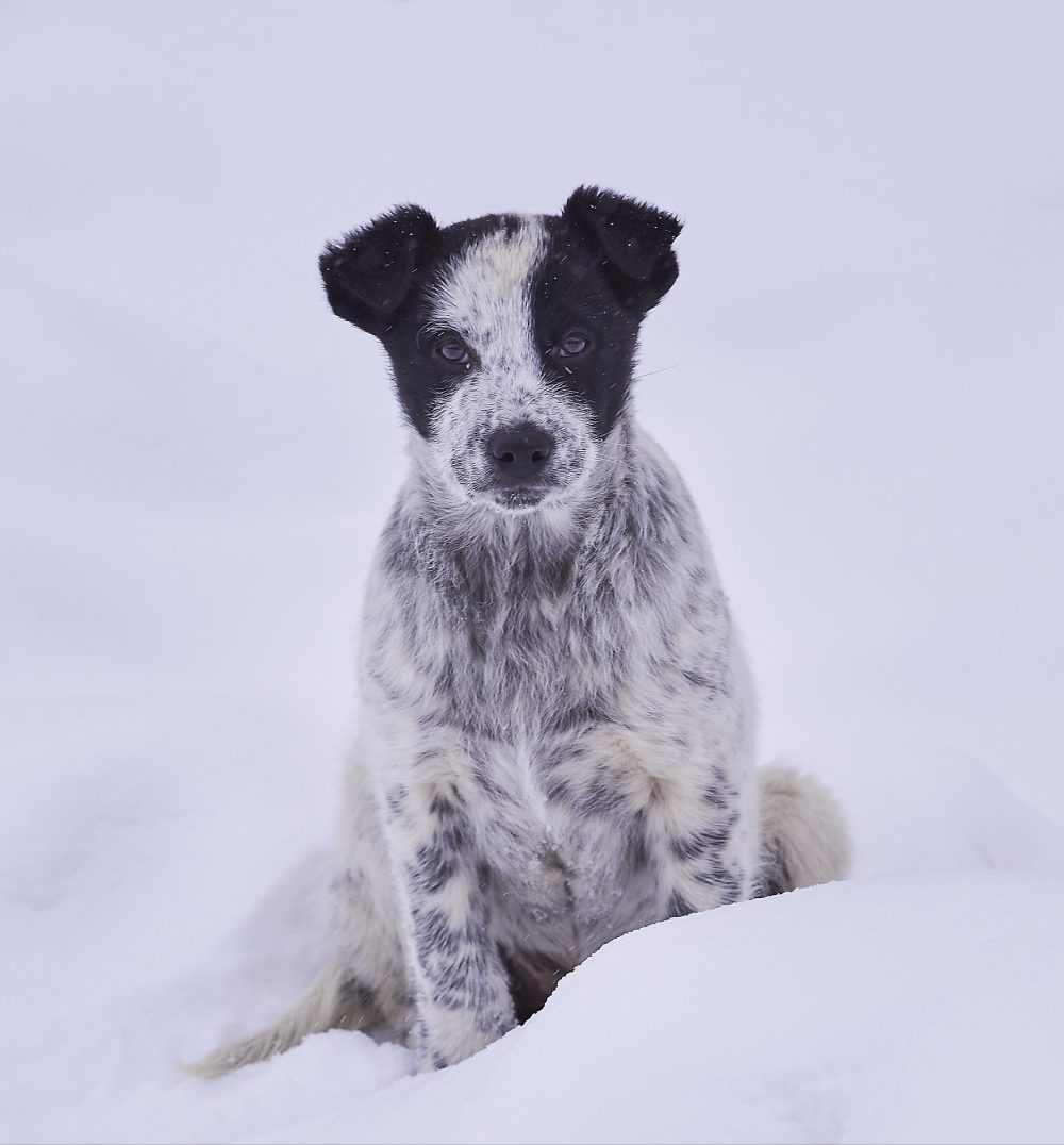 Winter safety for pets is as important as winter safety for humans