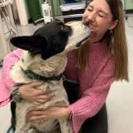 dog heartworm treatment