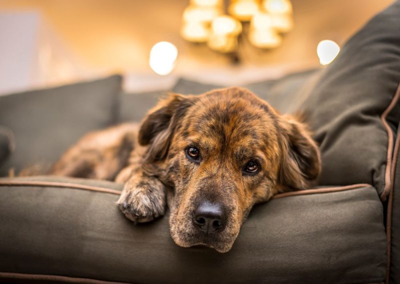 A dog laying on the couch contently. 