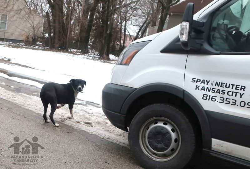 Out delivering supplies, out team came across this dog and worked hard to catch her.