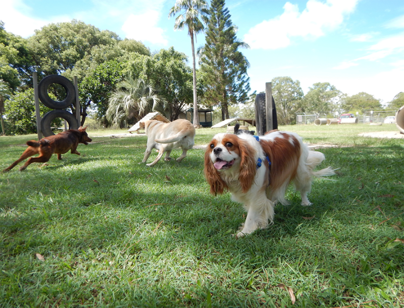 Dogs playing at a dog park. 