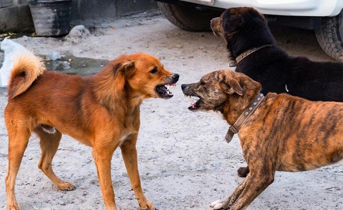 Two dogs snarling at each other before a fight.