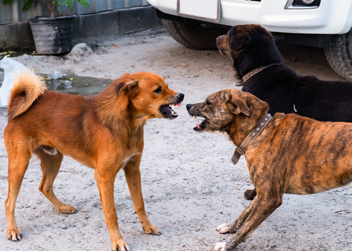 Two dogs snarling at each other before a fight.