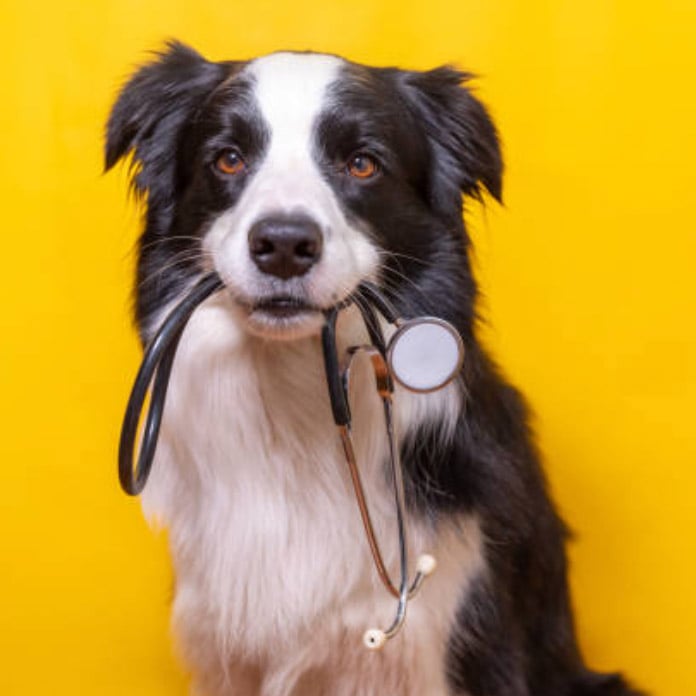 dog stethoscope