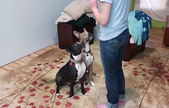 dog training sit