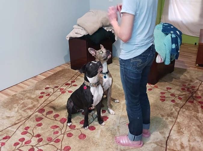 dog training sit