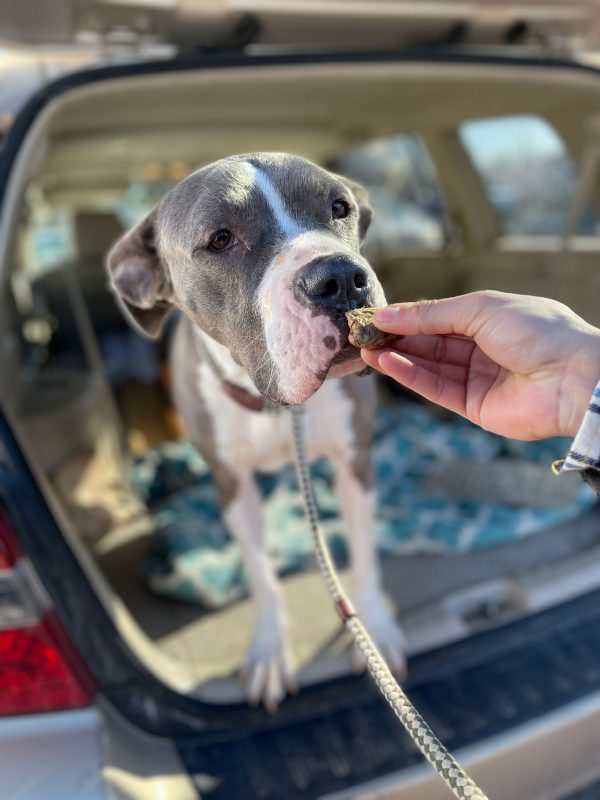 A dog sniffs at a treat being offered to him