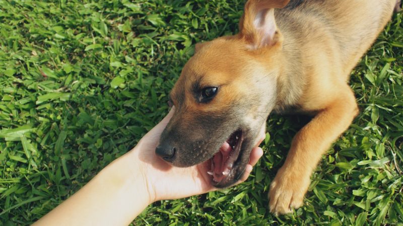 Cute puppies can sometimes mean not so good grass. But there are ways to protect your lawn from your pet's bathroom breaks. 