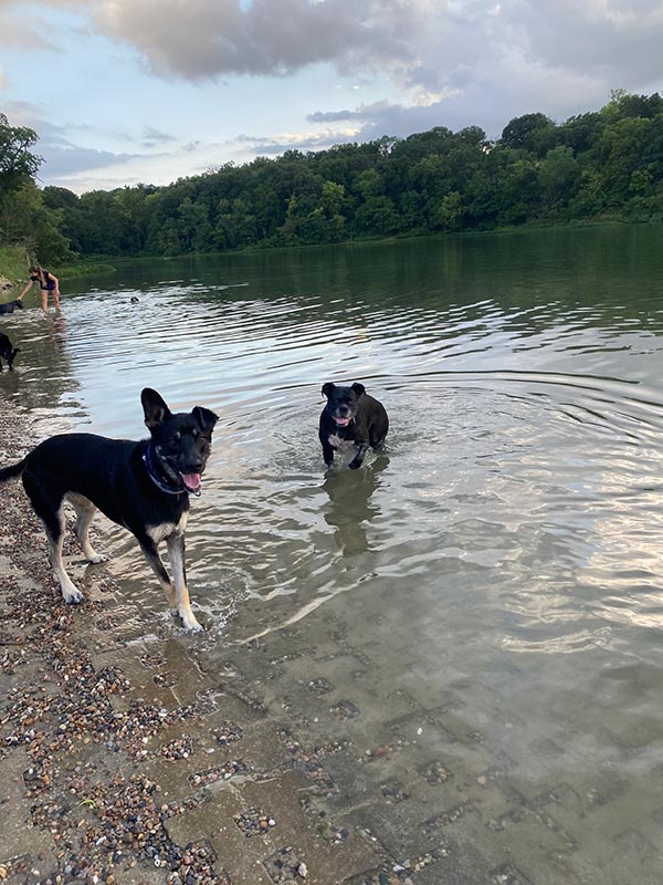 Dogs swimming at the lake