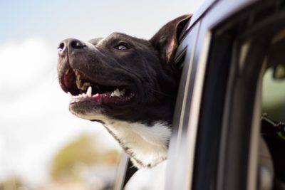 Donate a car to Pet Resource Center of Kansas City to help fund low cost pet care services, spay and neuter programs and other affordable vet services.
