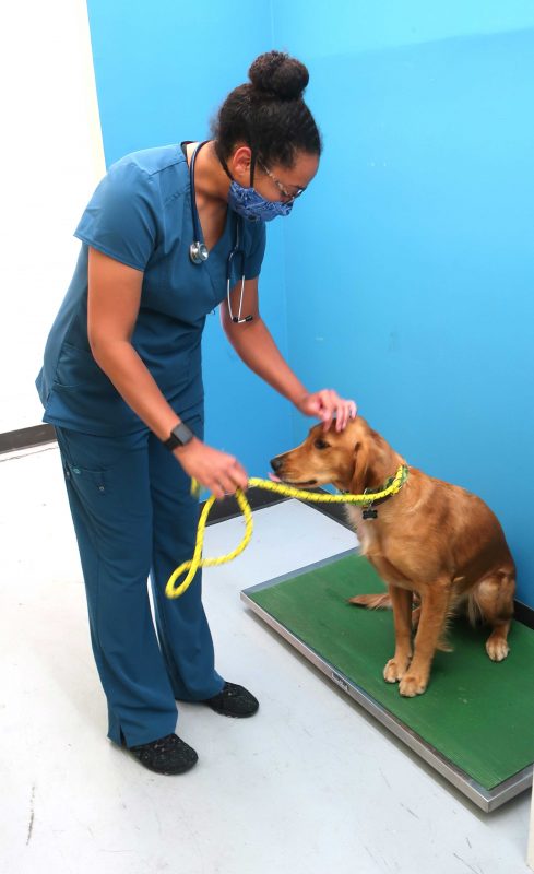 a doctor pets a dog that's standing on a scale