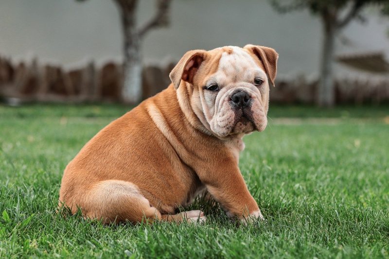 a bulldog puppy sits in the grass